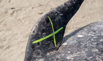Mais de 200 baleias-piloto encalhadas morrem na remota ilha Pitt, no Oceano Pacífico