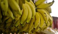 Banana do Vale do Ribeira conquista selo de Indicação Geográfica