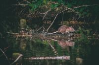 OMS afirma que risco do hantavírus para público geral é baixo