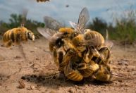 Veja as imagens vencedoras do prêmio Fotógrafo de Vida Selvagem de 2022