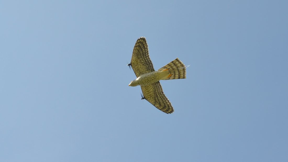 http___cdn.cnn.com_cnnnext_dam_assets_221026122520-03-robotic-falcon