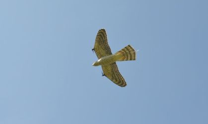 Falcão róbotico é projetado para ajudar a evitar colisões de aviões com pássaros