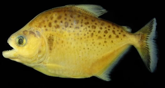 Piranha com escamas pintadas é descoberta na Amazônia e batizada de "Juma"