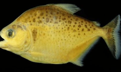 Piranha com pintas é descoberta na Amazônia e batizada de "Juma"