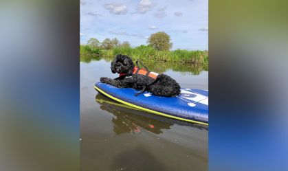 Conheça Marlo, o coletor de bolas mais fofo do mundo do golfe
