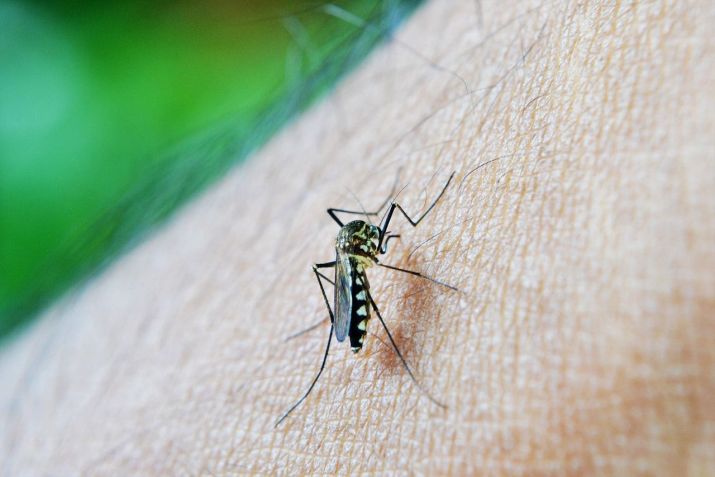 Mosquito Aedes aegypti é o transmissor da dengue / Pixabay