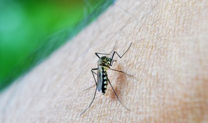 Mortes por dengue no Brasil em 2022 superam as registradas nos últimos seis anos