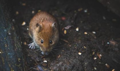 Novo teste da Fiocruz faz diagnóstico de hantavirose em 20 minutos