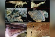 Pesquisadores acham pele de dinossauro mumificada com marcas de mordida de crocodilo