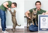 Gato de quase 48 cm bate recorde de altura e entra para o Guinness