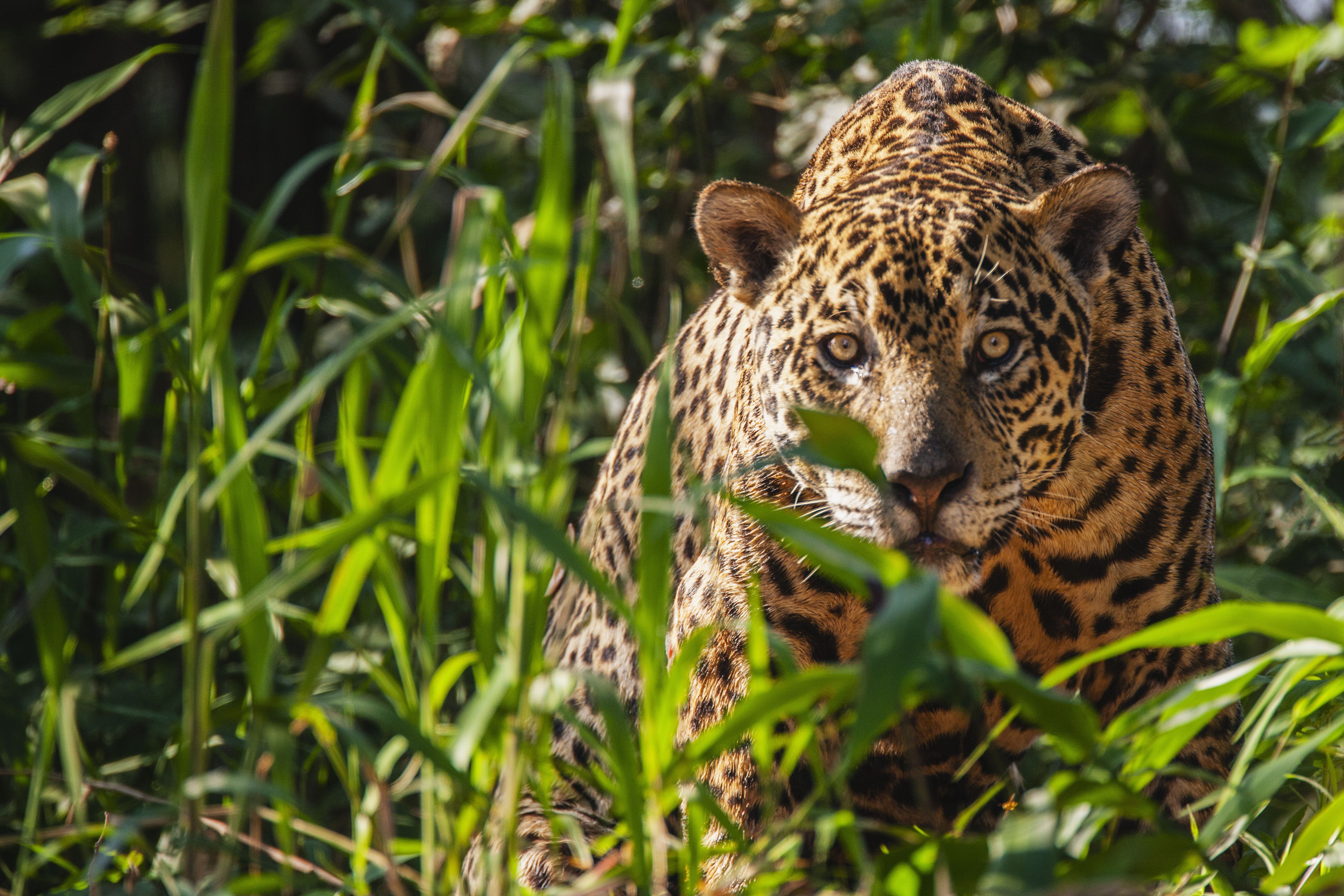 Onça selvagem (Panthera onca), no Pantanal, Brasil, América do Sul