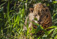 Populações de animais selvagens têm declínio médio de quase 70% desde 1970, revela relatório