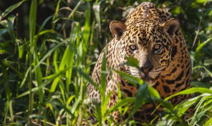 Populações de animais selvagens têm declínio médio de quase 70% desde 1970, revela relatório