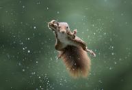 Concurso elege fotos dos animais mais engraçadas do ano; veja imagens