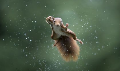 Concurso elege fotos dos animais mais engraçadas do ano; veja imagens