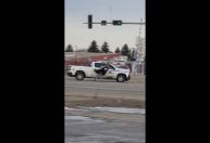 Polícia do Canadá persegue avestruzes que fugiram em rua; veja