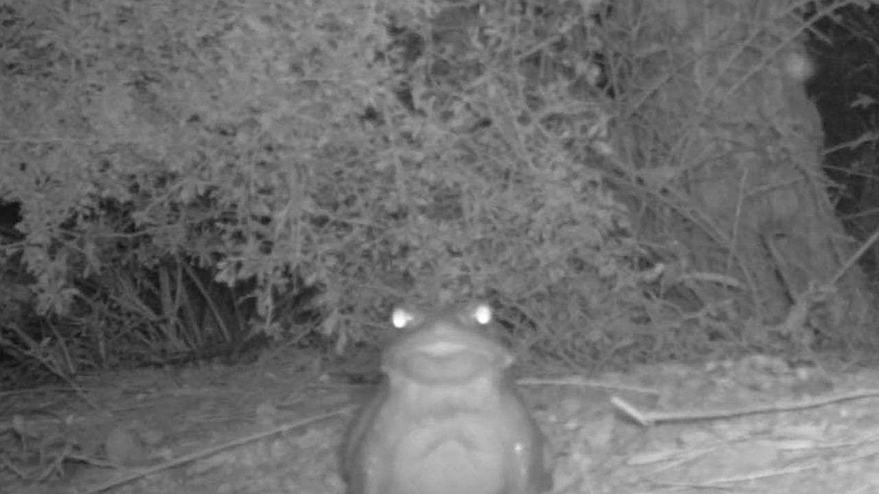 Sapo possui toxina que pode matar um cachorro e adoecer humanos