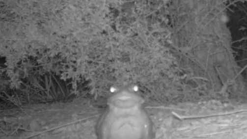 Sapo possui toxina que pode matar um cachorro e adoecer humanos