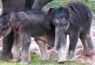 Elefantes gêmeos nascem em zoológico em Nova York; feito é considerado raro
