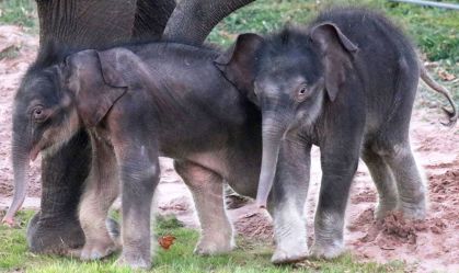 Elefantes gêmeos nascem em zoológico em Nova York; feito é considerado raro