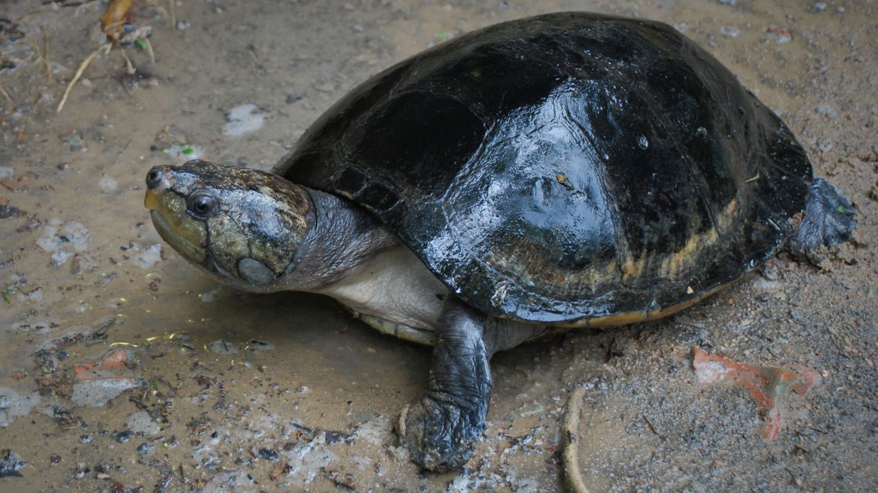 221113110209-01-talking-turtles-vertebrate-communication