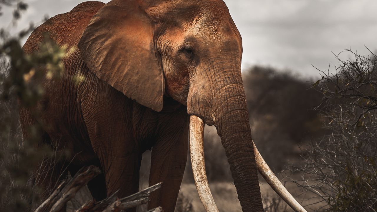 221124111852-09-super-tuskers-elephants-story