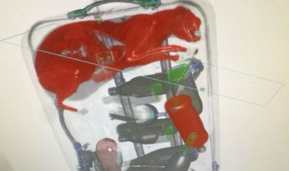 Funcionários de aeroporto nos EUA encontram gato preso em mala
