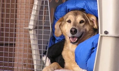 Projeto de lei propõe criação de delegacias especializadas em proteção animal