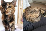 Gata é oficialmente reconhecida como a mais velha do mundo aos 27 anos de idade