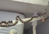 Cobra é resgatada em SC após ficar presa em fita adesiva em forro de residência
