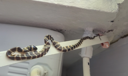 Cobra é resgatada em SC após ficar presa em fita adesiva em forro de residência