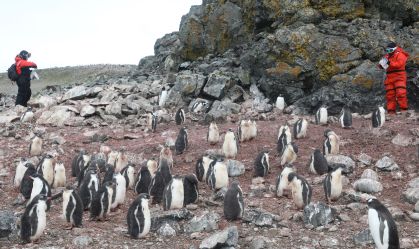 Fiocruz identifica gripe aviária em pinguins na Antártica; vírus não circula no Brasil