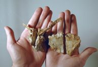 Dinossauro que vivia em ilha de criaturas anãs tinha cabeça achatada