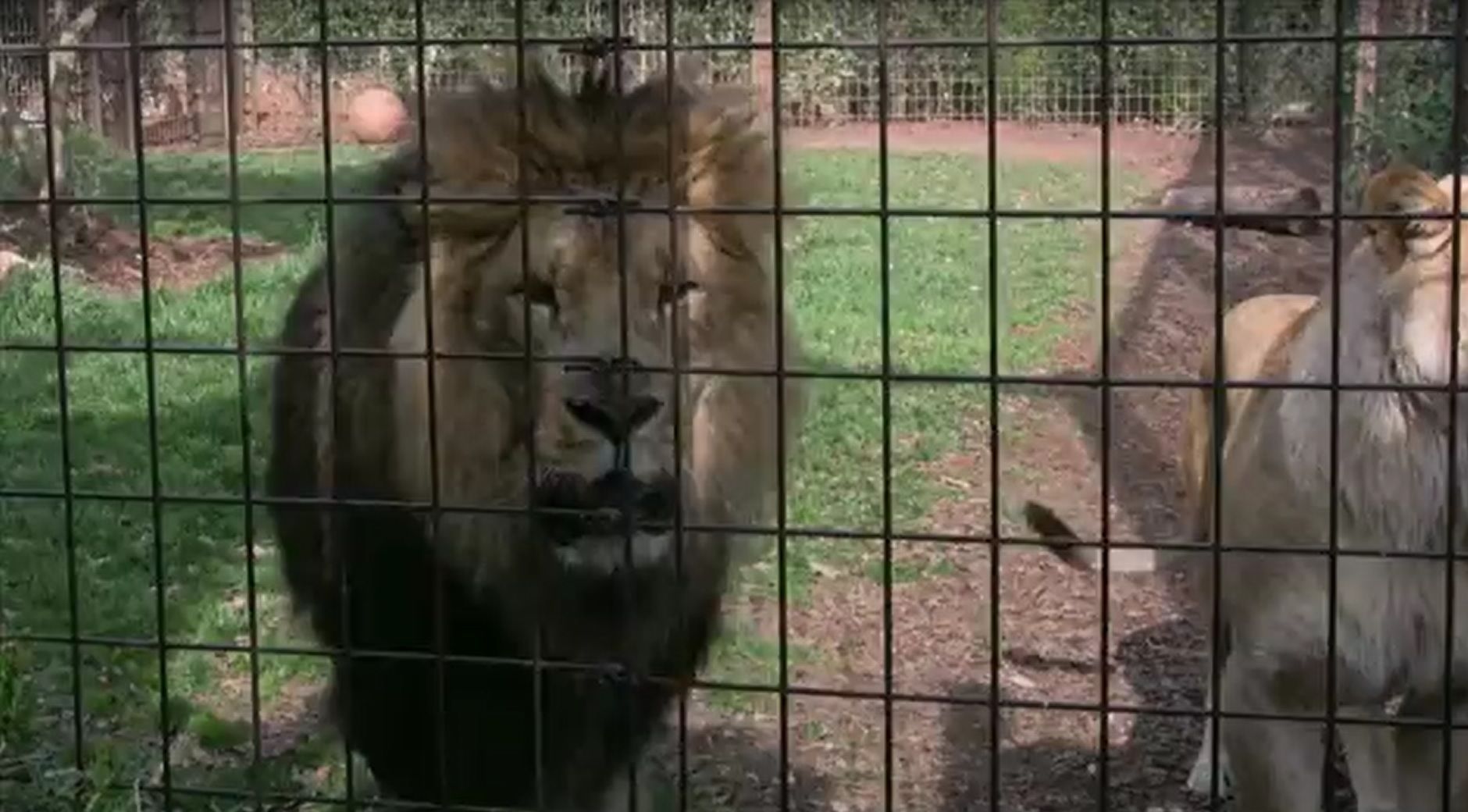 leoes-zoo