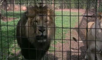 leoes-zoo