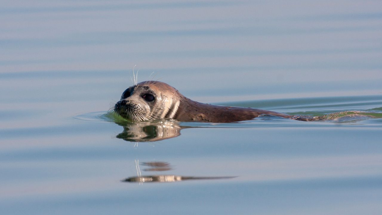 221204022835-caspian-seal-stock