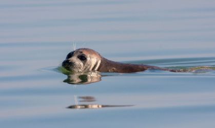 700 focas são encontradas mortas na costa do Mar Cáspio da Rússia