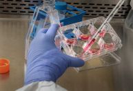Cientistas revertem envelhecimento em ratos e tentam repetir processo em humanos