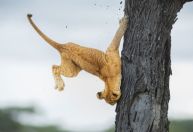 Concurso anuncia fotos vencedoras dos animais mais engraçados do ano; veja imagens