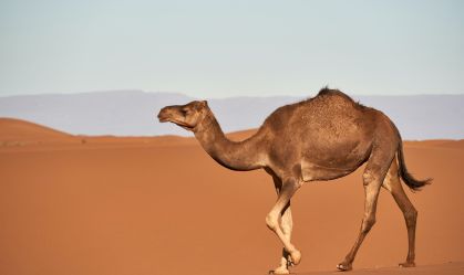 Em tempos de volatilidade, investidores trocam unicórnios por camelos; entenda