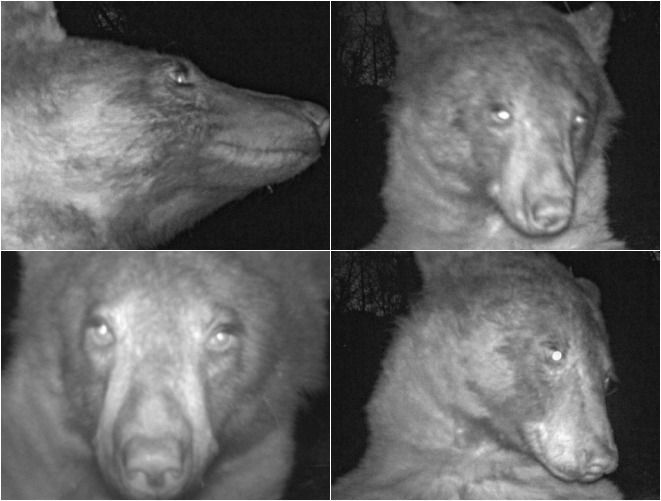 selfie urso