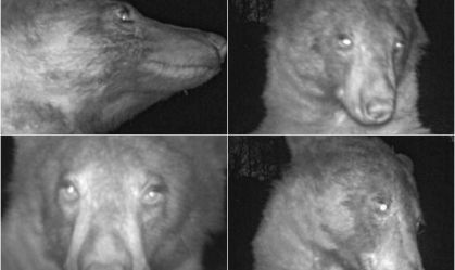 Alerta fofura: urso tira "selfies" em câmera de vida selvagem nos EUA