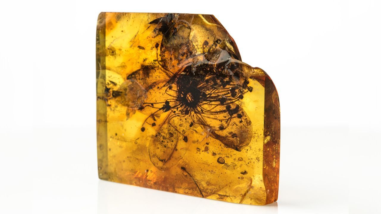 Flor Fossilizada Âmbar