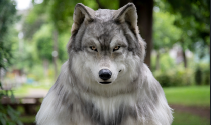 Homem gasta mais de R$ 120 mil para ficar parecido com um lobo