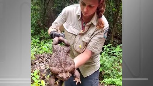 Sapo-cururu gigante encontrado na Austrália pode ser o maior já registrado