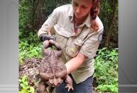 Sapo-cururu gigante encontrado na Austrália pode ser o maior já registrado