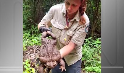 Sapo-cururu gigante encontrado na Austrália pode ser o maior já registrado