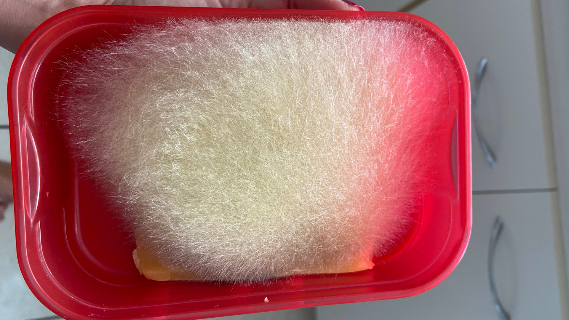 Queijo mofado