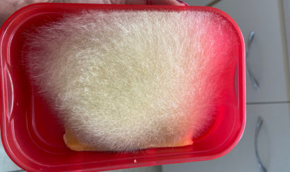 Queijo de pelúcia? Internauta viraliza com muçarela mofada na geladeira; entenda