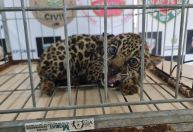 Polícia resgata filhote de onça-pintada que seria vendida por caçador em Manaus